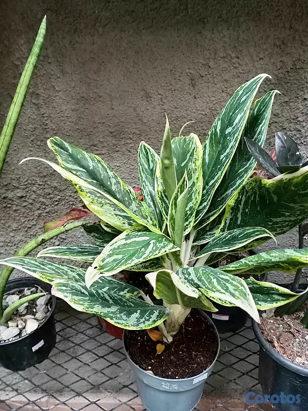 herramientas, jardines y exterior - Plantas ornamentales para ti  5
