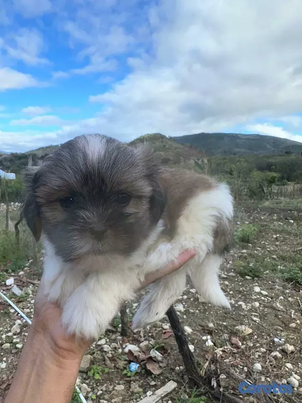 animales y mascotas - Shih poo  2