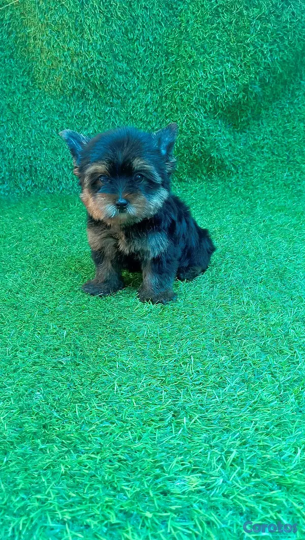 animales y mascotas - adorable cachorros yorky macho busca nuevo hogar  3