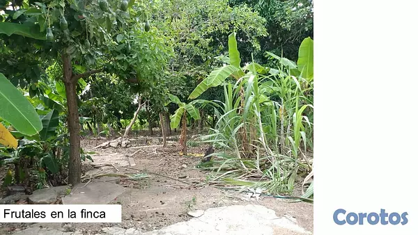 casas vacacionales y villas - Finca con frutales en Yaguate 2