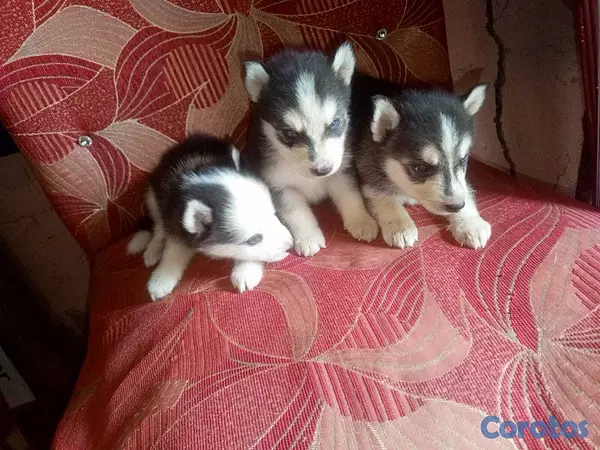 animales y mascotas - Husky severiano hembra y macho  2