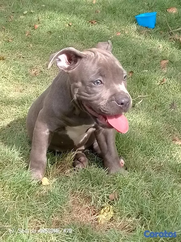 animales y mascotas - Pitbull 5