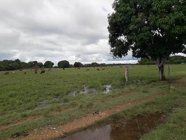 solares y terrenos - finca agrícola o ganadera  5