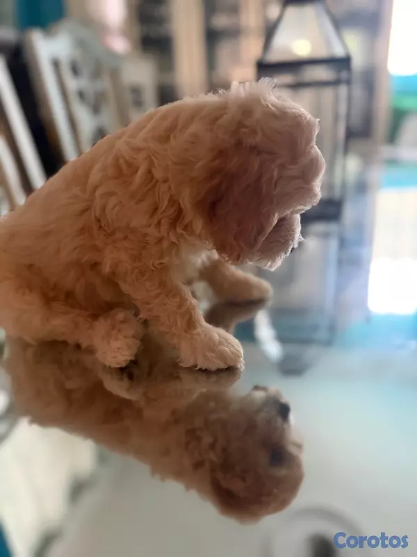 animales y mascotas - Vendo Cocker Spaniels 18